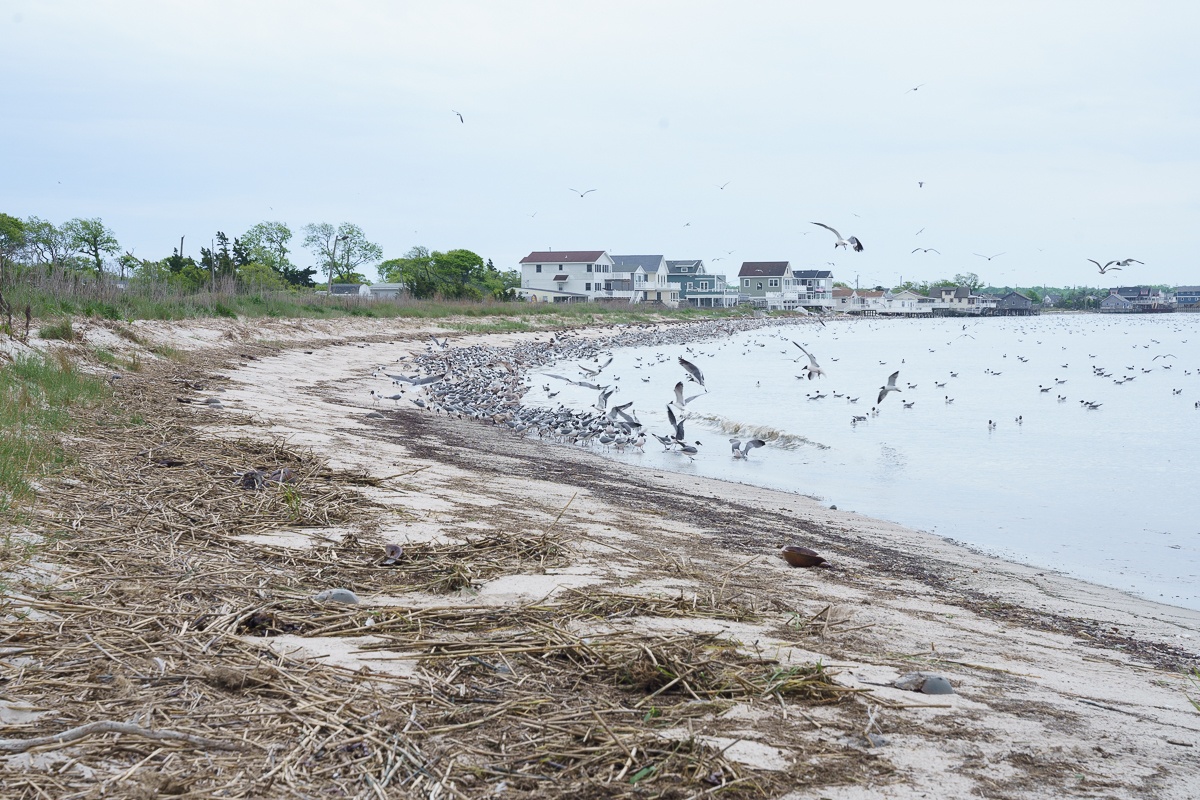 Seagulls flocking to a NJ beach